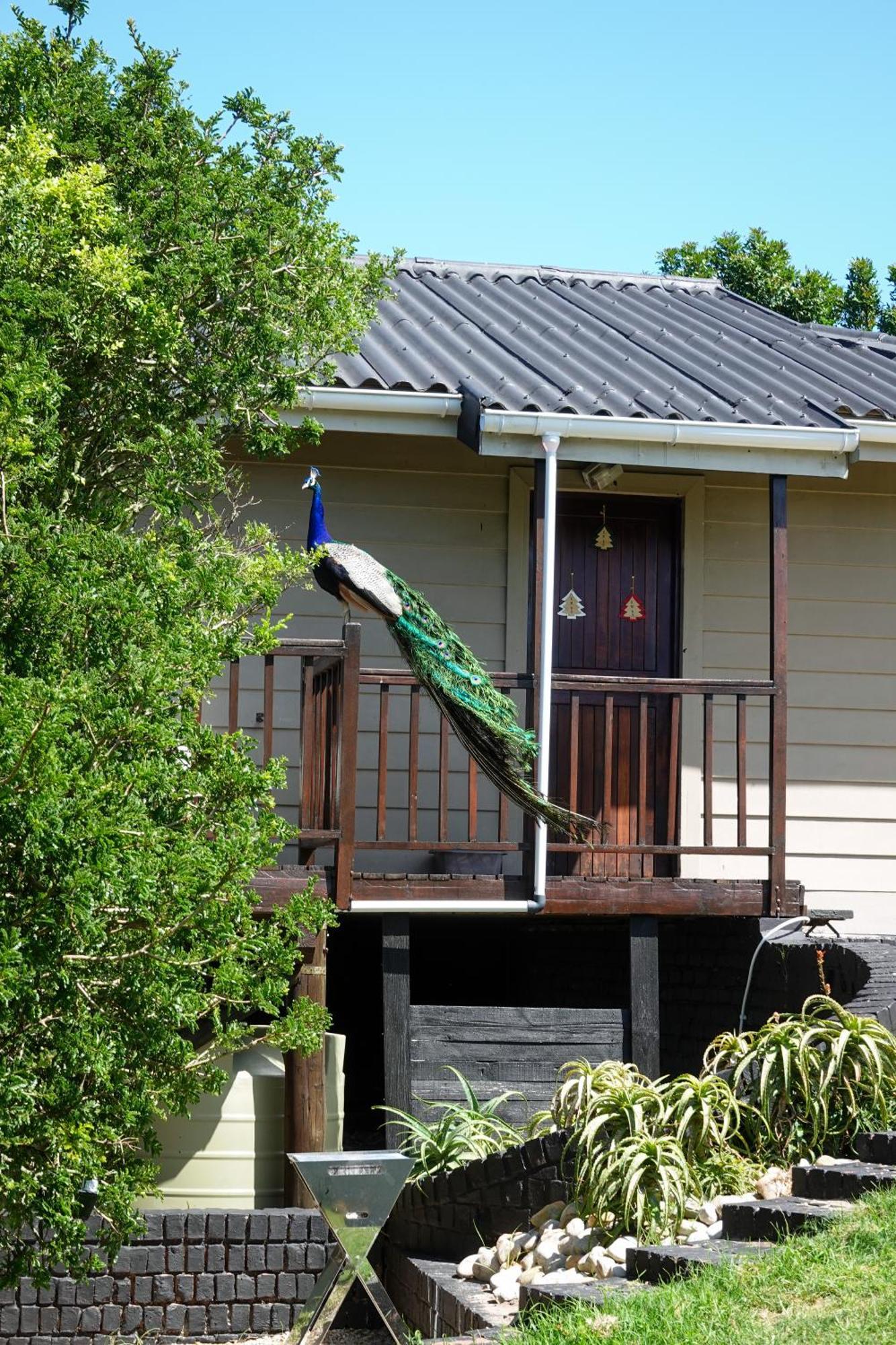Soutelande Country Stay - Close To 1#Beach In Pe Port Elizabeth Dış mekan fotoğraf