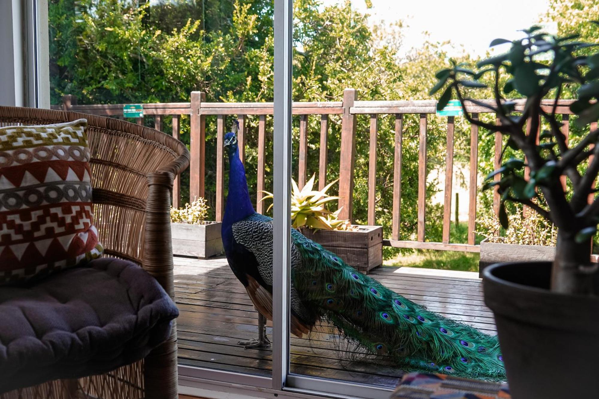 Soutelande Country Stay - Close To 1#Beach In Pe Port Elizabeth Dış mekan fotoğraf