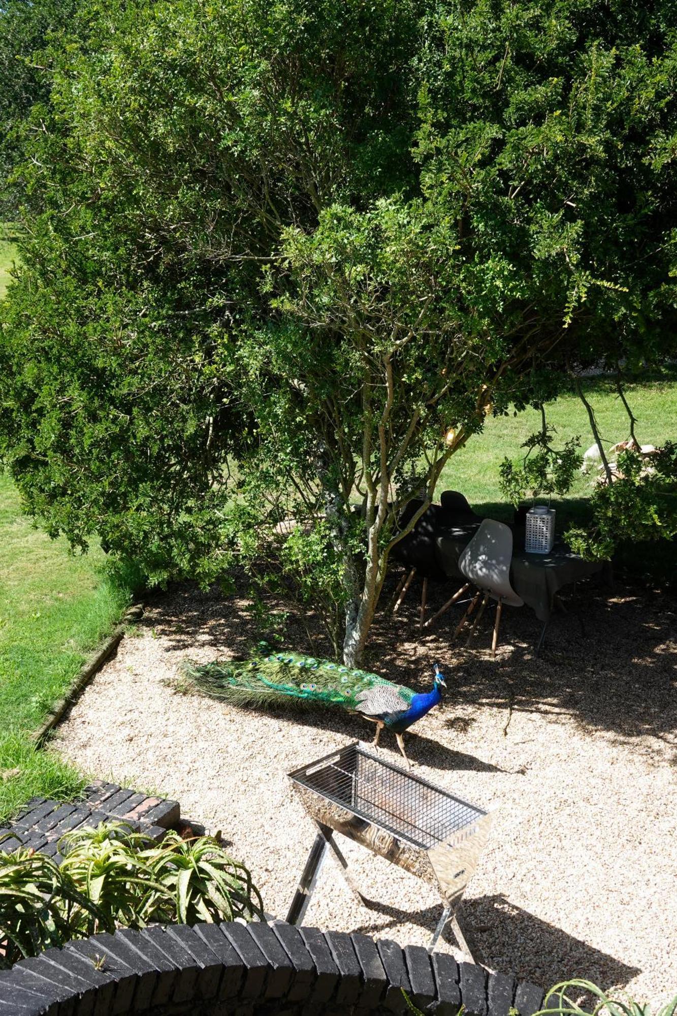 Soutelande Country Stay - Close To 1#Beach In Pe Port Elizabeth Dış mekan fotoğraf